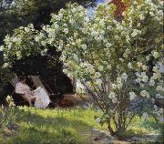 Peder Severin Kroyer Roses Garden in Skagen (nn02) oil